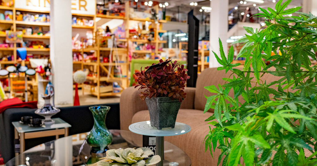 Einzelhandel Geschäft Ladengeschäft Grünpflanze Entwicklung Filialist